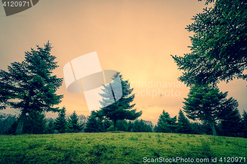 Image of Tall pine trees on a green field