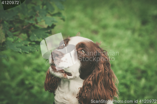 Image of Dog with a cute face 