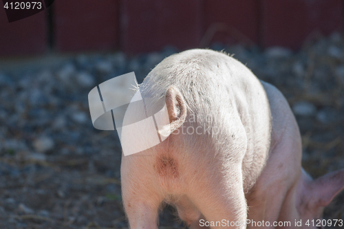 Image of Pigtail on a pink pig