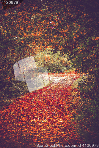 Image of Autumn leaves on a forest trail