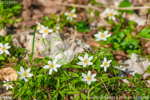 Image of Garden with anemone flowers