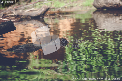 Image of Beaver swimming in a lake