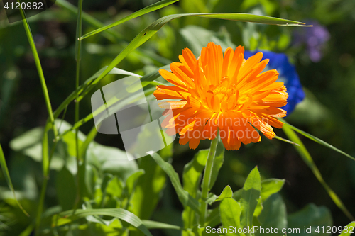 Image of Calendula flower in a green garden