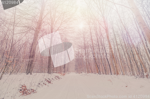 Image of Tall trees in a snowy forest