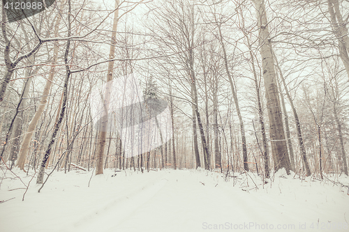 Image of Snow in the forest in january