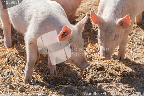 Image of Pink pigs in a pigsty