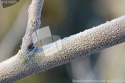 Image of Winter tree branch closeup