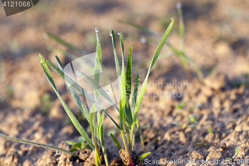 Image of young grass plants, close-up