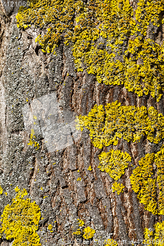 Image of lichen on tree