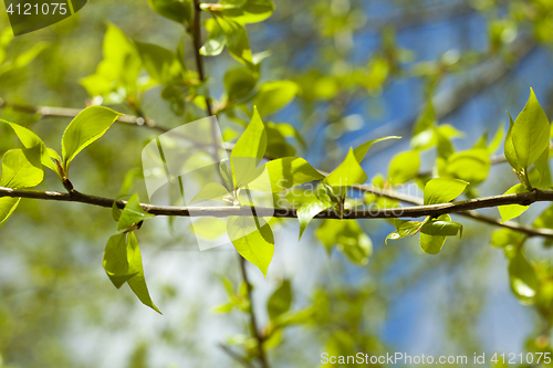 Image of linden leaves, spring