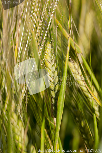 Image of Field with cereal