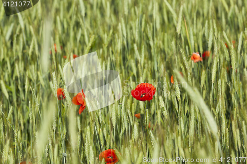 Image of Red poppy flowers