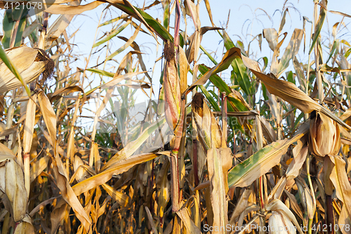 Image of yellowed ripe corn