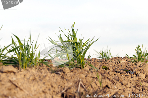 Image of young grass plants, close-up