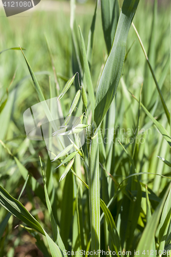 Image of Field with cereal