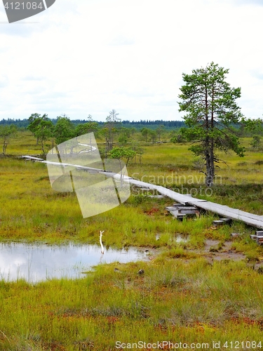 Image of Duckboards at Torronsuo National Park, Finland