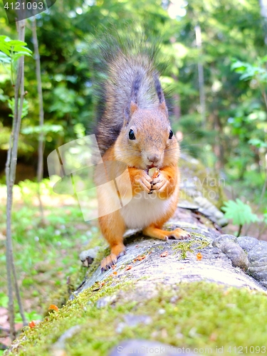 Image of Happy cute squirrel eating a nut