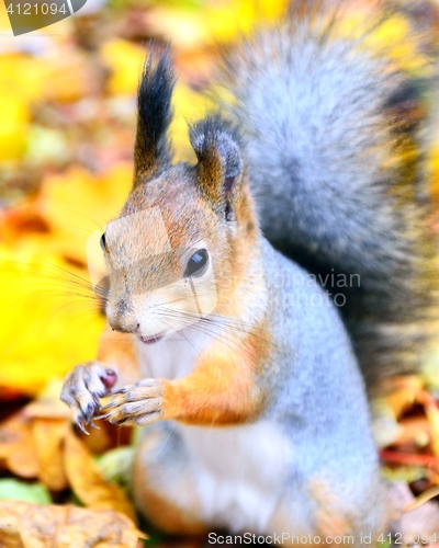 Image of Cute squirrel autumn closeup