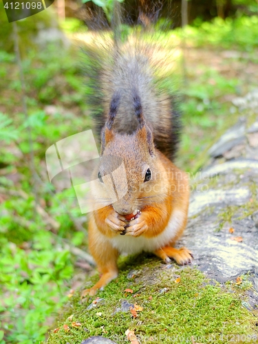 Image of Cute squirrel eating a nut, summer fur