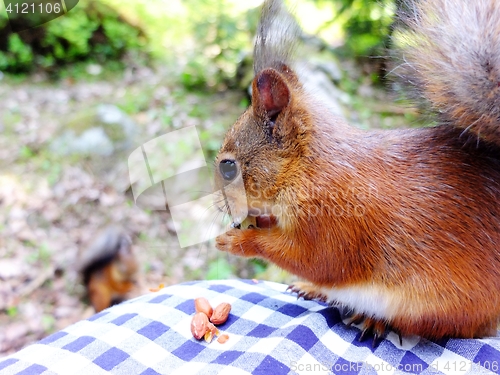 Image of Squirrel eating a nut