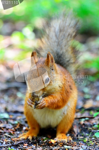Image of Cute squirrel eating a nut