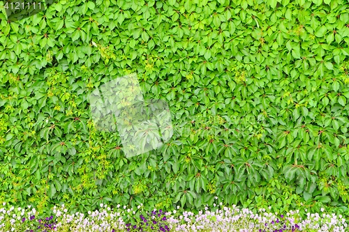 Image of Wall of leaves and a flower bed