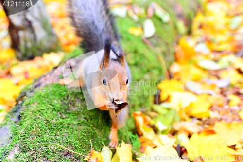 Image of Squirrel wiping its mouth with a leaf