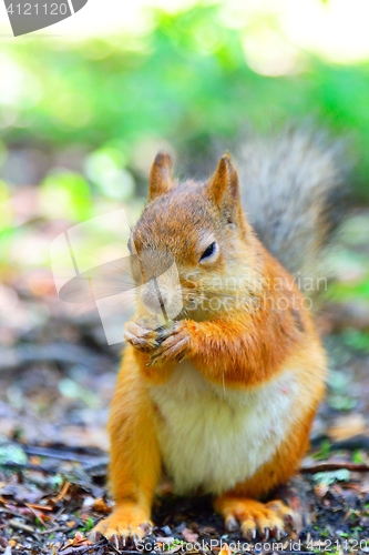 Image of Squirrel eating a nut closeup