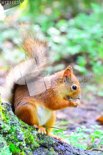 Image of Cute squirrel eating a nut