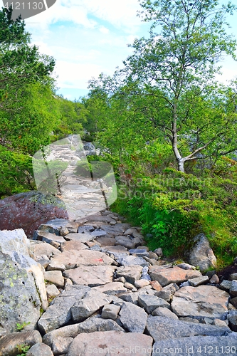 Image of Rocky path through some shrubs