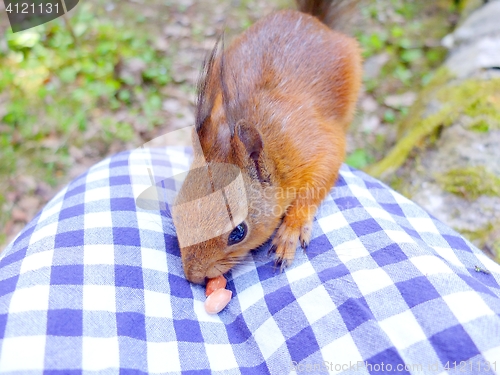 Image of Cute squirrel eating a nut, autumn fur