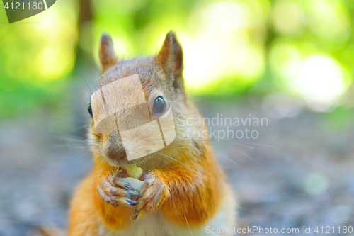 Image of Squirrel eating a nut close-up