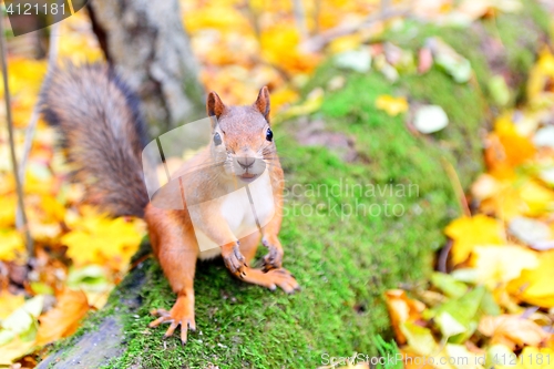 Image of Smiling squirrel in autumn