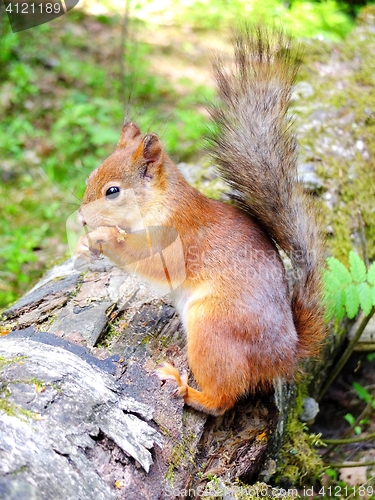 Image of Cute squirrel eating in a forest