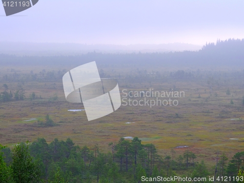 Image of Foggy swamp, Torronsuo National Park