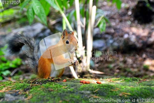 Image of Cute squirrel eating a nut