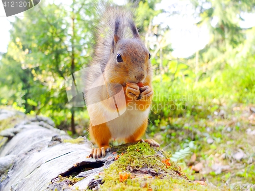 Image of Squirrel eating a nut