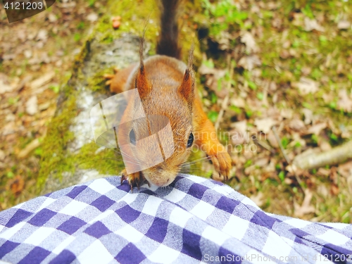 Image of Squirrel looking for food closeup