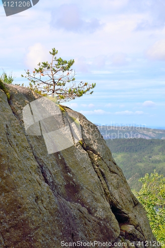 Image of Small tree on a rocky cliff