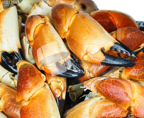 Image of Pile of orange boiled with black tip, crab claws, at closeup