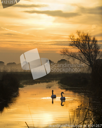 Image of Swans and Pevensey Levels Dawn