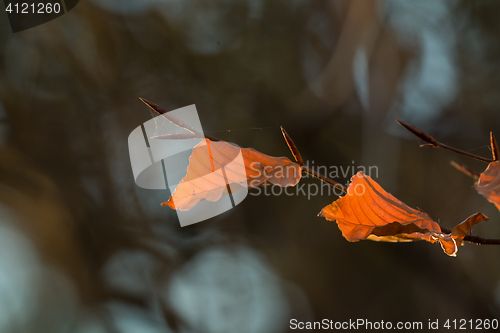 Image of Beech Leaves