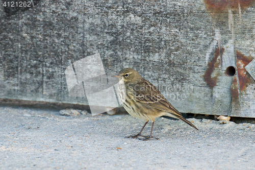 Image of Rock Pipit