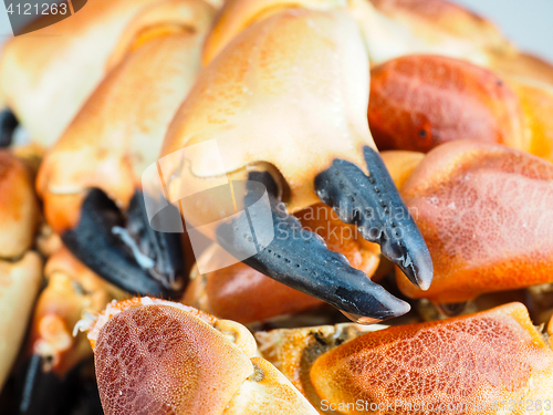 Image of Pile of orange boiled with black tip, crab claws, at closeup