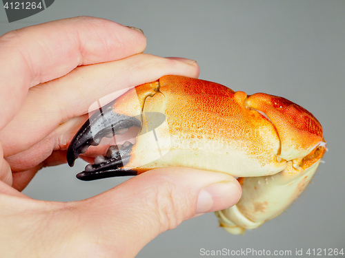 Image of Person holding a boiled crab claw, agains grey background