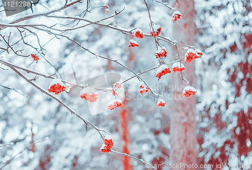 Image of Rowan Branch During A Snowfall