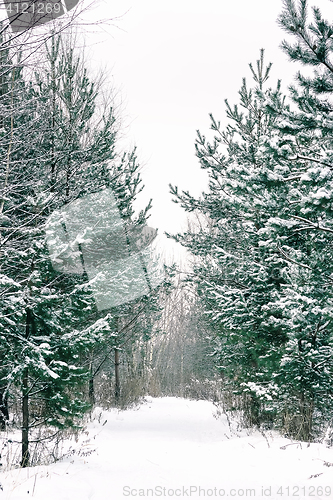 Image of Footpath Among Snow-covered Spruces And Pines