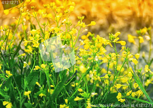 Image of Yellow And Green Floral Background