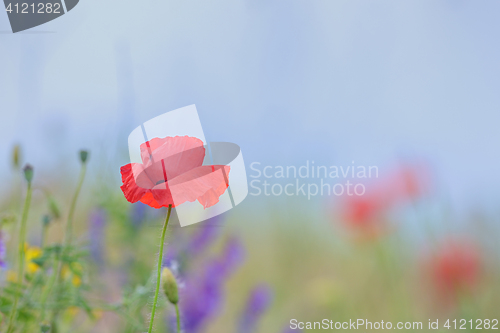 Image of Details of poppy flowers 