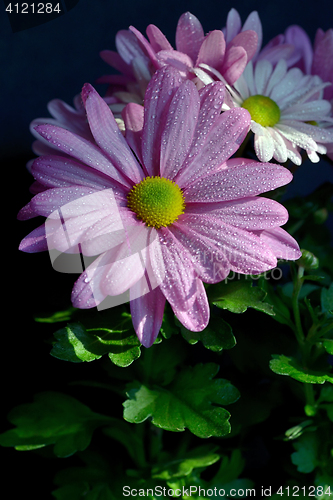 Image of Violet Pink Osteosperumum Flower Daisy